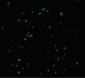 CARD8 / Cardinal / TUCAN Antibody (C-Terminus)